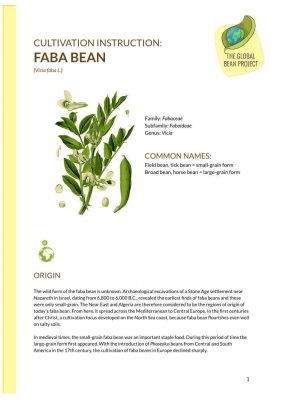 Faba Bean - cover