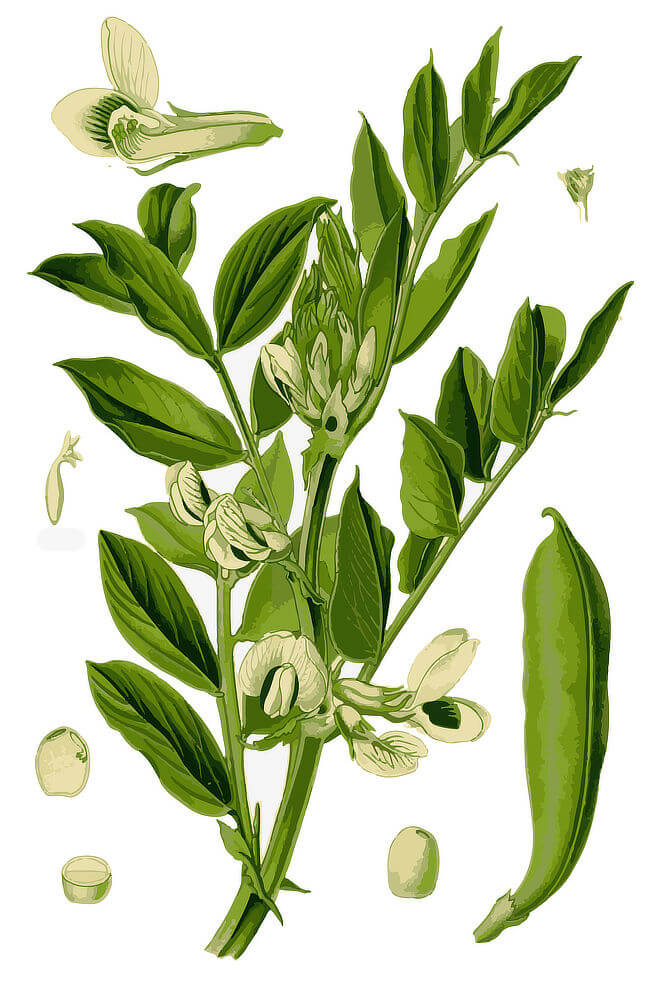 Faba Bean - illustration