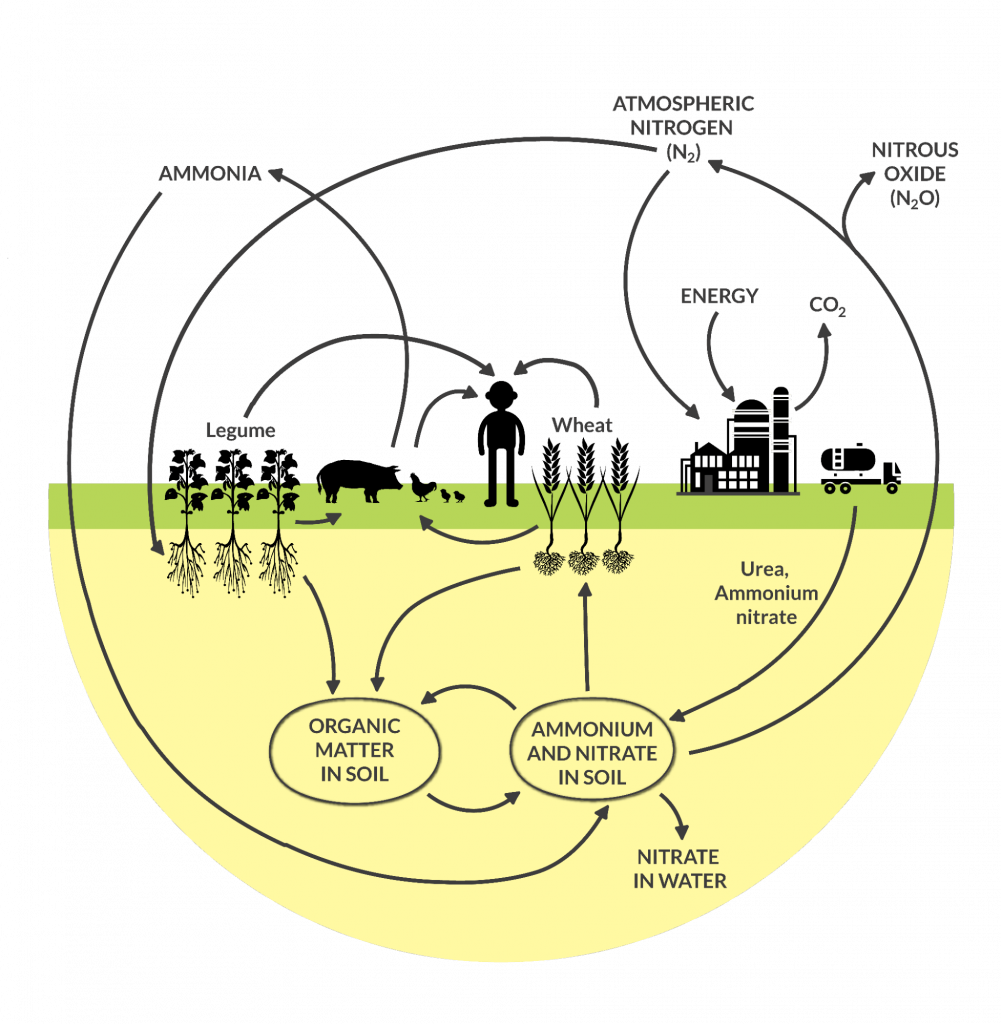 Nitrogen cycle