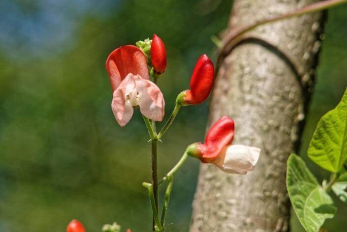 Scarlet runner bean