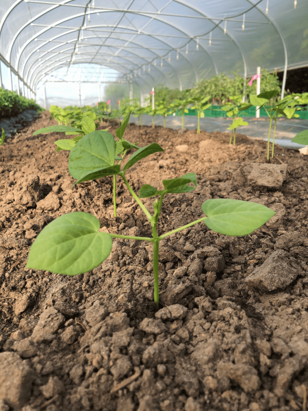 Bean-Adzuki-bean-©Tiny-Farms-Germany