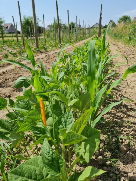 Bean-Beans-and-Maize-intercropping-©NicolasCarton-@Lumineuses_div