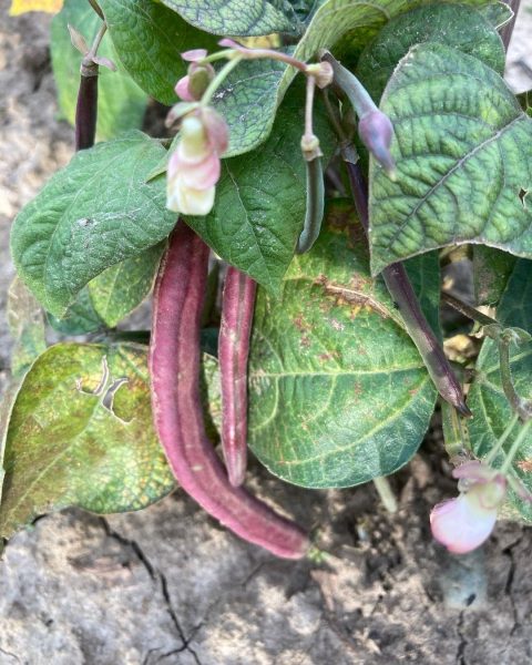 Bean-Bush-bean-Red-Swan-©Global-Field-Attiswil