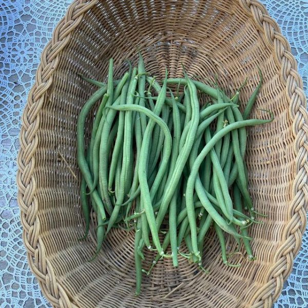 Bean-First-harvest-©Global-Field-Attiswil