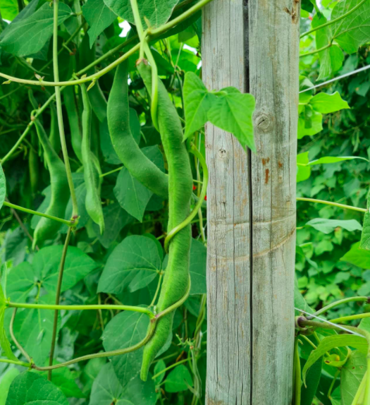 Bean-Pole-bean-variety-trial-in-Freiburg-2g-©Nicolas-Carton-@lumineuses_div