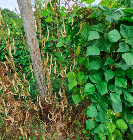 Bean-Pole-bean-variety-trial-in-Freiburg-2h-©Nicolas-Carton-@lumineuses_div