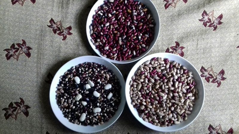 Beans-different-varieties-©Panagiotis-Sainatoudis-Peliti-Greece