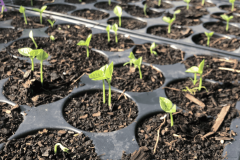 Bean-Adzuki-bean-plants-seedlings-©Tiny-Farms-Germany