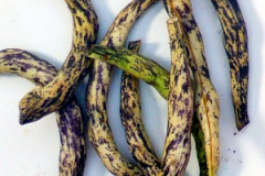 Bean-Annellino-di-Trento-bean-pods-©Bernd-Socher