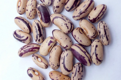 Bean-Annellino-di-Trento-bean-seeds-©Bernd-Socher