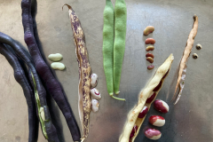 Bean-Bean-Seeds-and-pods-©Global-Field-Attiswil