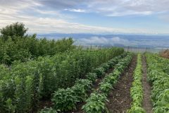 Bean-Bean-plot-©Rosmarie-Zimmermann-Global-Field-Attiswil-Switzerland