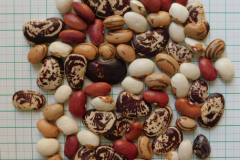 Bean-Bean-seeds-mix-©Salvatore-Ceccarelli-ALSIA