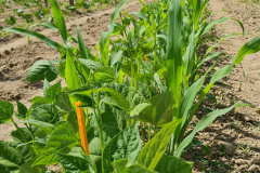 Bean-Beans-and-Maize-intercropping-©NicolasCarton-@Lumineuses_div