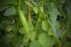 Bean-Beans-from-vertical-garden-in-Brussels-©Hannes-ARC2020