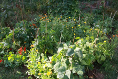 Bean-Bush-bean-field-with-flowers-©OBZ