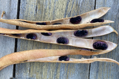 Bean-Dry-bean-seeds-in-pod3-©Global-Field-Attiswil