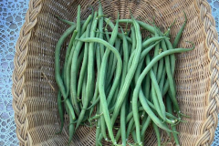 Bean-First-harvest-©Global-Field-Attiswil