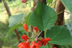 Bean Flower ©Daniela Dotzler