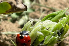 Bean-Ladybug-©Global-Field-Attiswil