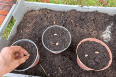 Bean-Legume-Sowing-in-pods2-©Global-Field-Attiswil