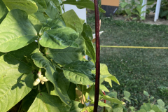 Bean-Long-bean-on-a-plant-©Global-Field-Attiswil