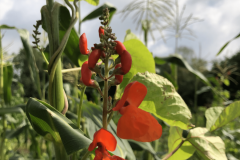 Bean-Maize-and-KaferbohneDE-bean-bonela-©Tiny-Farms