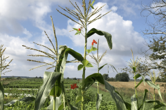 Bean-Maize-and-KaferbohneDE-bean-plant