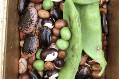 Bean-Pea-Treasure-box-of-mixed-bean-seeds-with-peas-©Tiny-Farms-Germany