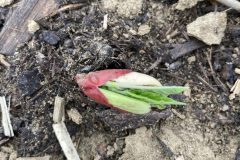 Bean-Seedling-©Global-Field-Attiswil