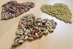 Bean-Zolfino-di-Toscana-and-Nano-di-Trento-seeds-from-Italy©Aldo-Matteucci