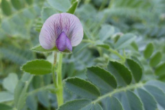 Chickpea-Black-chickpea-flower©Bernd-Socher