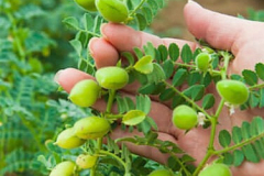 Chickpea-Chickpea-plant-©Bernd-Socher