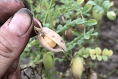 Chickpea-Chickpea-seeds-©Tiny-Farms