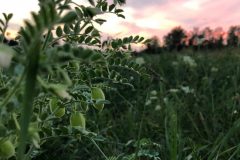 Chickpea-Demeter-chickpeas-from-outside-of-Berlin-©Elisabeth-Berlinghof-Tiny-Farms.HEIC_