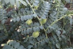 Chickpea-Unripe-chickpea-pods-©Tiny-Farms