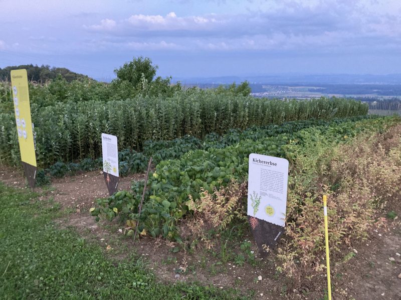 Cow-pea-Chickpea-Cowpea-and-chickpea-plant-plot-©Rosmarie-Zimmermann-Global-Field-Attiswil