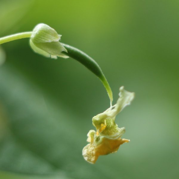 Cow-pea-Cowpea-flower-to-pod-©Gabi-Horn-OBZ