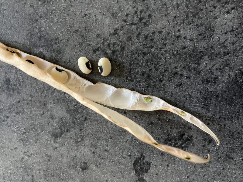 Cow-pea-Cowpea-seed-in-pod-©Global-Field-Attiswil