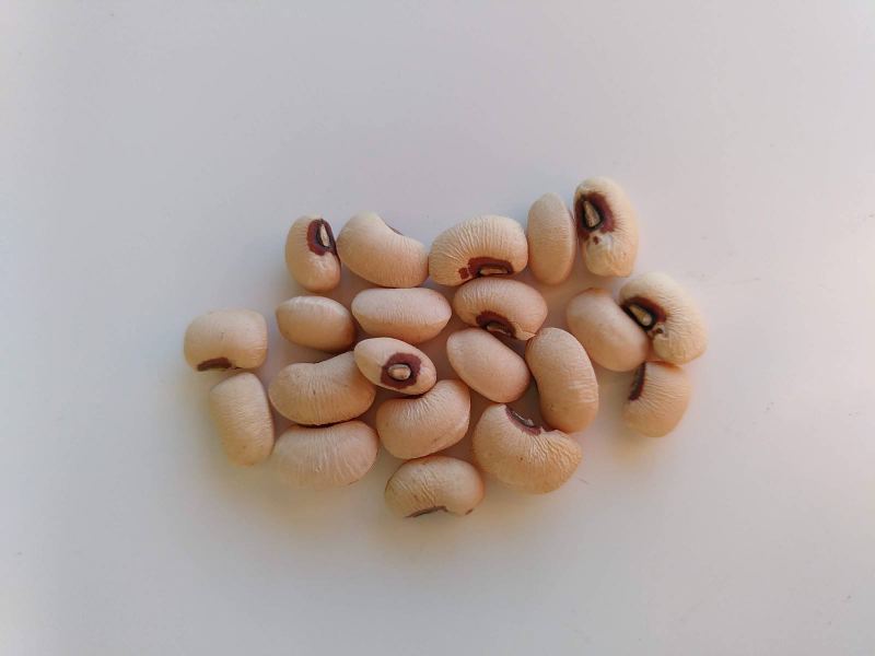 Cowpea-blonde-cowpea-©Nicolas-Carton-Lumineuses-Spain