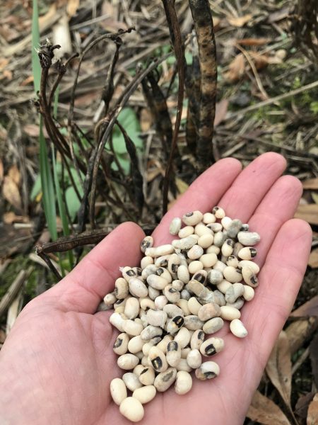 Cowpea-cowpea-harvest3-©Global-Field-Berlin-Germany