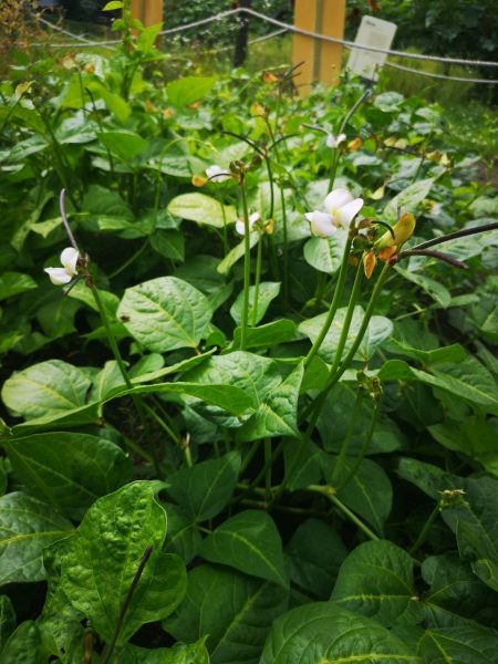 Cowpea-cowpea-in-bloom2-©Global-Field-Berlin-Germany