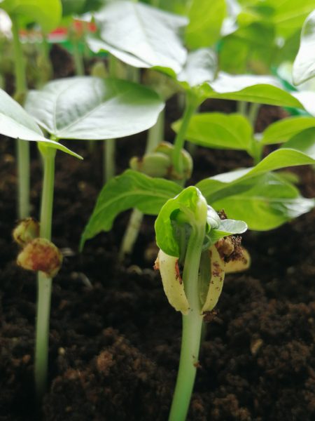 Cowpea-cowpea1-©Anastasia-Vasileiadou-Sito-Seeds-Greece