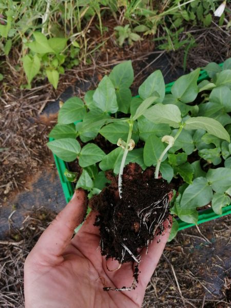 Cowpea-cowpea2-©Anastasia-Vasileiadou-Sito-Seeds-Greece