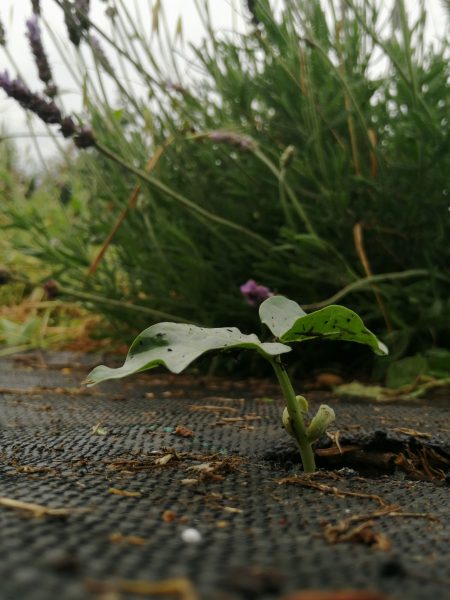 Cowpea-cowpea3-©Anastasia-Vasileiadou-Sito-Seeds-Greece