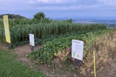 Cow-pea-Chickpea-Cowpea-and-chickpea-plant-plot-©Rosmarie-Zimmermann-Global-Field-Attiswil