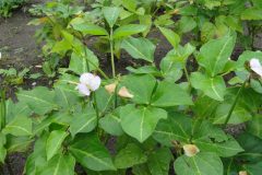 Cowpea-cowpea-in-bloom1-©Global-Field-Berlin-Germany