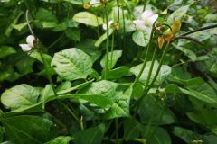 Cowpea-cowpea-in-bloom2-©Global-Field-Berlin-Germany