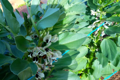 Faba-bean-Faba-bean-flowers-on-plant-©Parterrenet