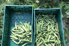 Faba-bean-Faba-bean-harvest-Hangdown-Green-_-Ratio-©Tiny-Farms